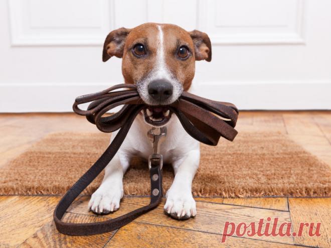 Почему не стоит использовать строгие ошейники для собак? | nashi-pitomcy.ru