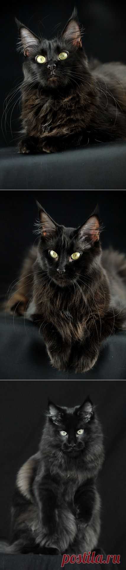 Maine coon AT*Candycoons Nevada Dream Photos