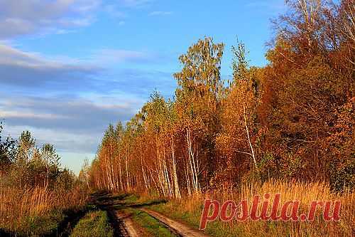 Эта шикарная женщина ОСЕНЬ
Себя подарила беспутному ветру,
И что он ни скажет, и что ни попросит,
Ему отдавала, не чувствуя меры.
Листвы разноцветной большие охапки
Бросала к ногам его брачным букетом,
И буйные краски, и солнца остатки,
И слезы дождей, и туман пред рассветом...