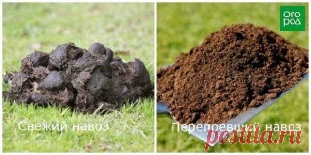 Сколько готовится компост, перегной, травяной настой и зреют опилки / Домоседы