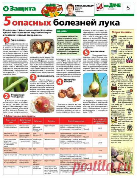5 опасных болезней лука