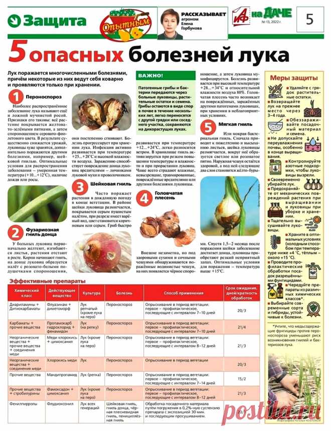 5 опасных болезней лука