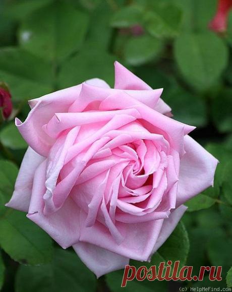Hybrid Perpetual Rose: Rosa 'Arillaga' (U.S., 1929) | Lee Lee приколол(а) это к доске Roses