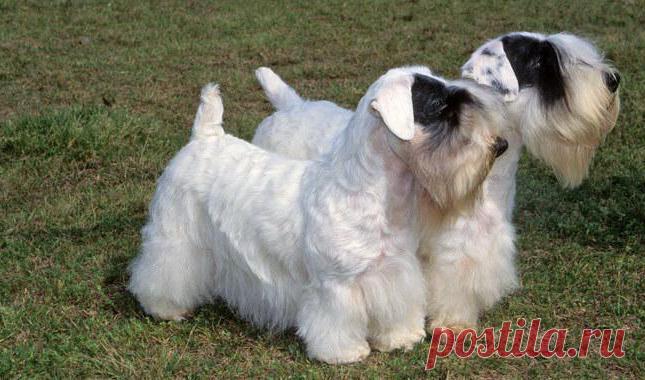 ༺🌸༻.
Силихем-терьер