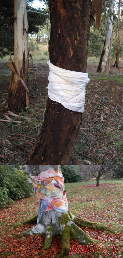 Ловчие пояса для яблонь и других садовых деревьев. Как сделать ловчий пояс и обезопасить свой сад - FB.ru