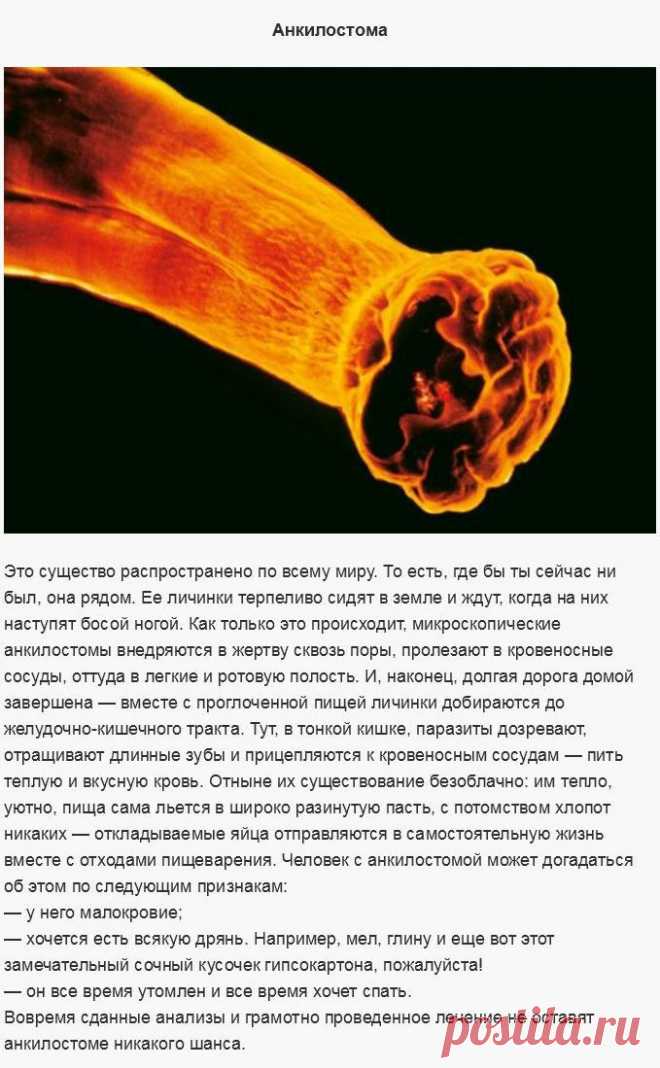 Существа, которые опасны для жизни! Чего стоит бояться!.
