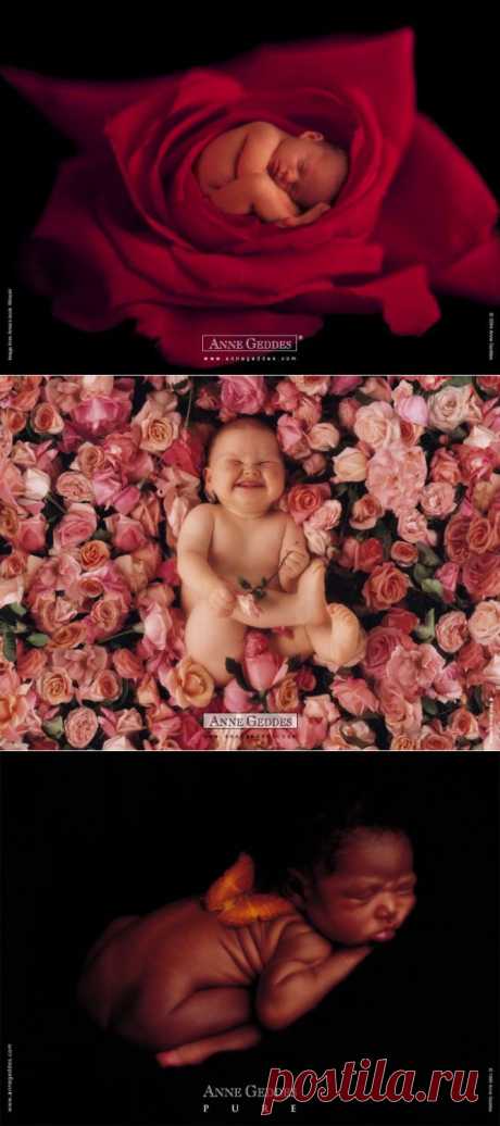 Фотограф Анна Геддес (Anne Geddes)