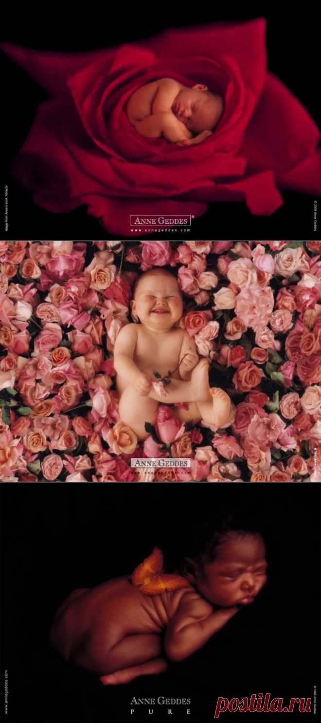 Фотограф Анна Геддес (Anne Geddes)