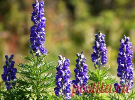 Аконит | Советы Народной Мудрости
