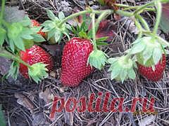 $ЗЕМЛЯНИЧНОЕ ОБЛАКО$ - МОЯ КОЛЛЕКЦИЯ СОРТОВ.РАННИЕ СОРТА ЗЕМЛЯНИКИ.