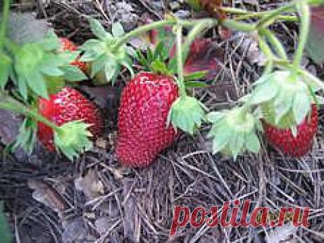 $ЗЕМЛЯНИЧНОЕ ОБЛАКО$ - МОЯ КОЛЛЕКЦИЯ СОРТОВ.РАННИЕ СОРТА ЗЕМЛЯНИКИ.