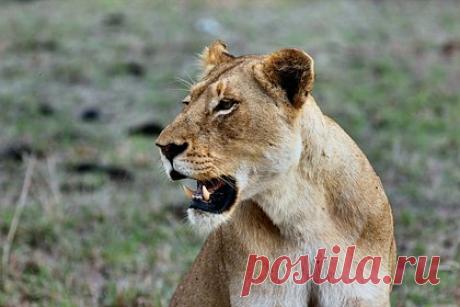 Львица растерзала забравшегося в ее клетку ребенка. Шестилетний мальчик в Палестине погиб после нападения львицы в зверинце. Ребенок пролез через небольшое отверстие в ограждающем заборе и оказался в клетке с животным, после чего хищница укусила его за голову. Охране удалось оттащить пострадавшего. Несмотря на оказанную врачами помощь, ребенок скончался.