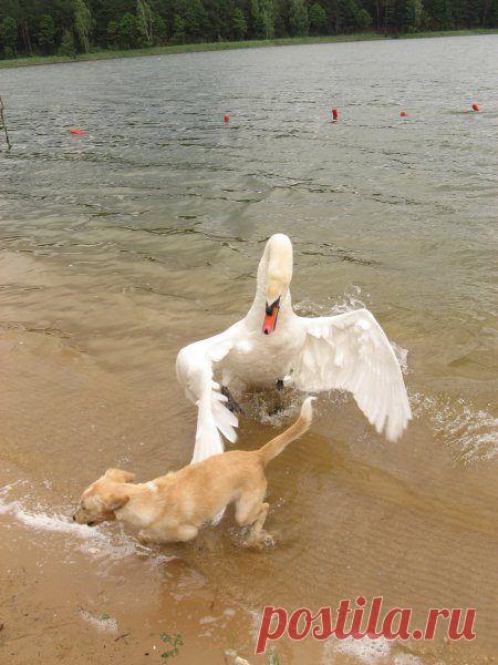 Забавные животные / Питомцы