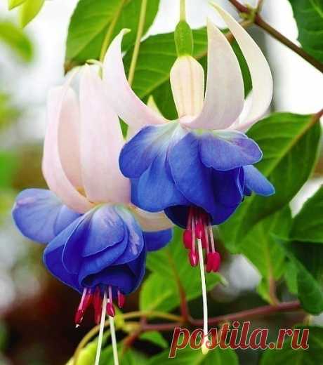 Фуксия или цыганские сережки! Красота!