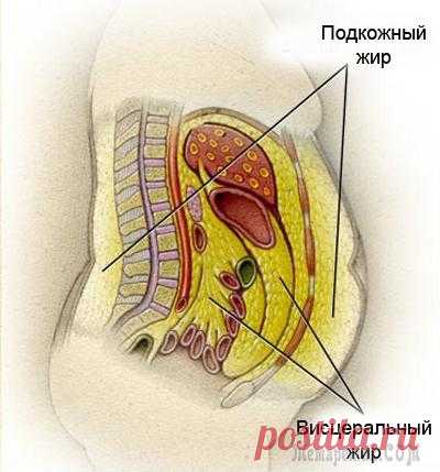 Стратегия борьбы с упрямым животом