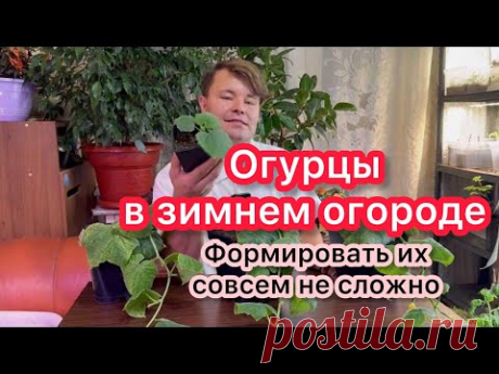 Формирование огурца в зимнем огороде
