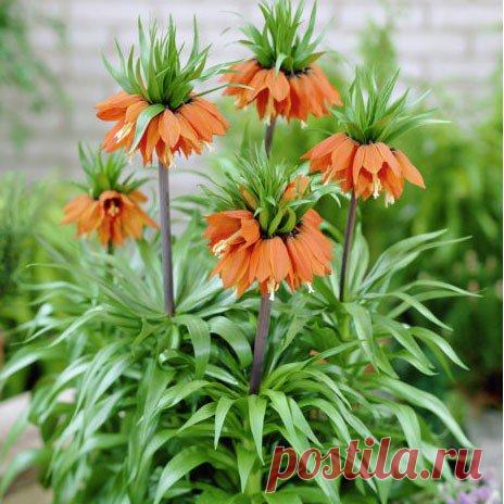 Фритиллярия William Rex - купить луковицы в Украине дешево | Florium.ua