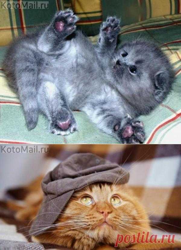 Лучшее | KotoMail.ru