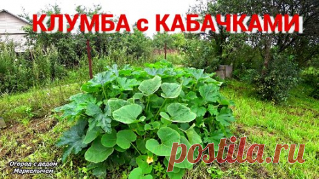 Удобный способ посадки кабачков и тыкв. Как сделать такую клумбу. | Огород с дедом Маркелычем | Дзен