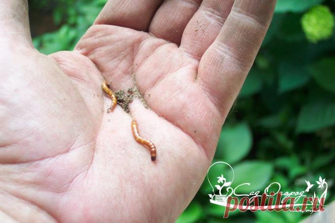 16 способов победить проволочника