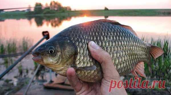 Весенний карась и фидер Применение фидера весной на карася приносит хороший улов. Для этого нужно уйти на глубину. Карась, изголодавшись за зиму, прекрасно клюет до нереста, в