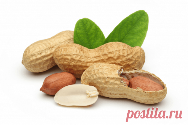 Выращивание земляного ореха: нюансы и тонкости процесса