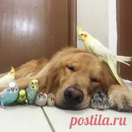 Дружелюбный ретривер и его пернатые друзья