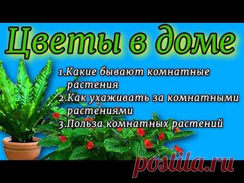 Цветы в доме Окружающий мир 1 класс