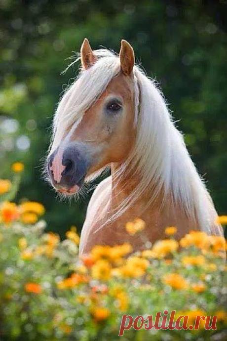 женщина и цветы, понятия неразделимые!