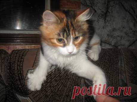 Рисунки и животные - 42 фото. Фотографии Татьяна Мошкова.