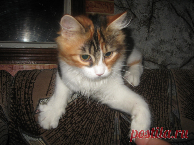 Рисунки и животные - 42 фото. Фотографии Татьяна Мошкова.