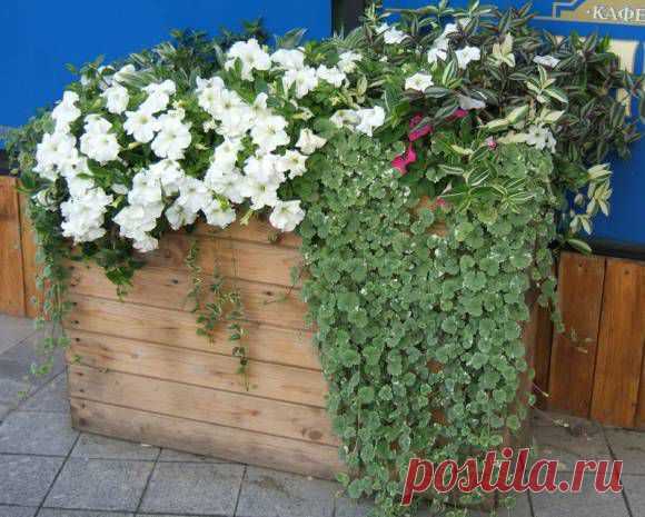 Петуния: посев на рассаду и выращивание