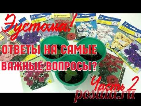 Эустома!!! Ответы на самые важные вопросы❔❔❔Часть 2
