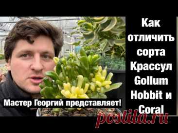 Отличительные признаки Crassula Gollum, Hobbit, Coral, Legolas, Gimli и Red Horn друг от друга