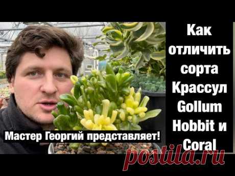 Отличительные признаки Crassula Gollum, Hobbit, Coral, Legolas, Gimli и Red Horn друг от друга