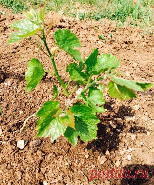 Особенности ухода за виноградником.

Выполнение всех мероприятий согласно требованиям агротехники возделывания позволяют культуре в кратчайшие сроки вступить в плодоношение и на протяжении длительного времени формировать высокие и качественные урожаи ягод.