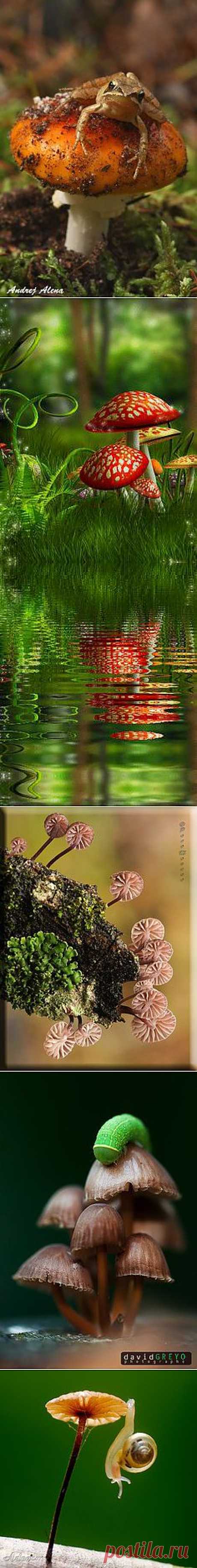 Paddenstoelen