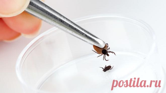 Как обнаружить и удалить клеща? | Красота и здоровье