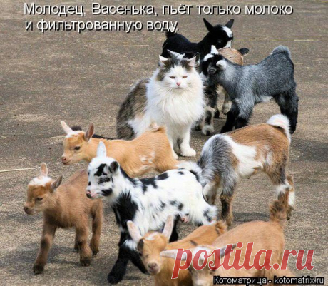 Самые крутые котоматрицы / Питомцы