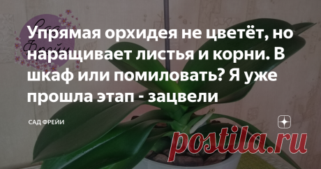 Упрямая орхидея не цветёт, но наращивает листья и корни. В шкаф или помиловать? Я уже прошла этап - зацвели Здравствуйте, цветоманы!
Пока за окном властвует чёрный декабрьский вечер, захотелось поболтать про частичку тропической красоты на наших подоконниках.
Я тоже не смогла обойти тропическую красоту стороной
Фаленопсис может исправно цвести без особого ухода, довольствуясь лёгким поливом, у новичков, герань в руках не державших. Или упрямо сидеть зелёным принцем, не сни...