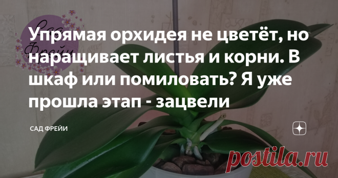 Упрямая орхидея не цветёт, но наращивает листья и корни. В шкаф или помиловать? Я уже прошла этап - зацвели Здравствуйте, цветоманы!
Пока за окном властвует чёрный декабрьский вечер, захотелось поболтать про частичку тропической красоты на наших подоконниках.
Я тоже не смогла обойти тропическую красоту стороной
Фаленопсис может исправно цвести без особого ухода, довольствуясь лёгким поливом, у новичков, герань в руках не державших. Или упрямо сидеть зелёным принцем, не сни...
