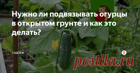 Нужно ли подвязывать огурцы в открытом грунте и как это делать? Огурцы по своей сути плодоносящая лиана, достигающая более двух метров в длину, в дикой природе всегда находит для себя опору. Но почему-то огородники считают, что огурцы могут хорошо расти в открытом грунте просто на земле, хотя в теплицах их подвязывают все без исключения.
В чем преимущество подвязывания огурцов
Исходя из личного опыта выращивания этой куль