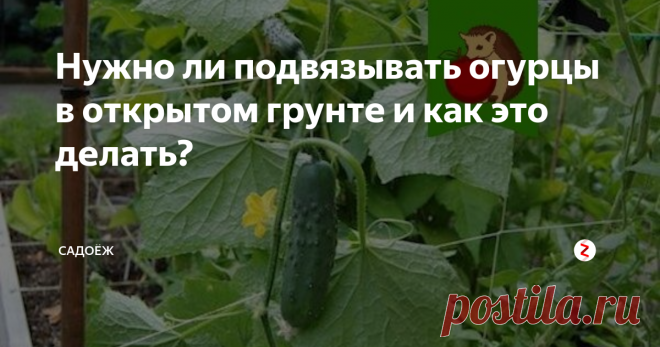 Нужно ли подвязывать огурцы в открытом грунте и как это делать? Огурцы по своей сути плодоносящая лиана, достигающая более двух метров в длину, в дикой природе всегда находит для себя опору. Но почему-то огородники считают, что огурцы могут хорошо расти в открытом грунте просто на земле, хотя в теплицах их подвязывают все без исключения.
В чем преимущество подвязывания огурцов
Исходя из личного опыта выращивания этой куль