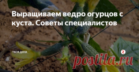 Выращиваем ведро огурцов с куста. Советы специалистов Каждый дачник и огородник знает на сколько важно в это время года правильно ухаживать за своими кустами для получения стабильно большого урожая. Сейчас каждый день по утру стоят туманы, и это говорит нам о том, что увеличивается риск развития фитофтороза. Профилактика и решение этих проблем не много уже расписывал, ссылочки оставлю не много ниже.
Формирование. Когда растим зеленцы под холода, счит