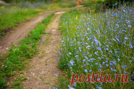 Цикорий обыкновенный (Cichorium intubus L.)