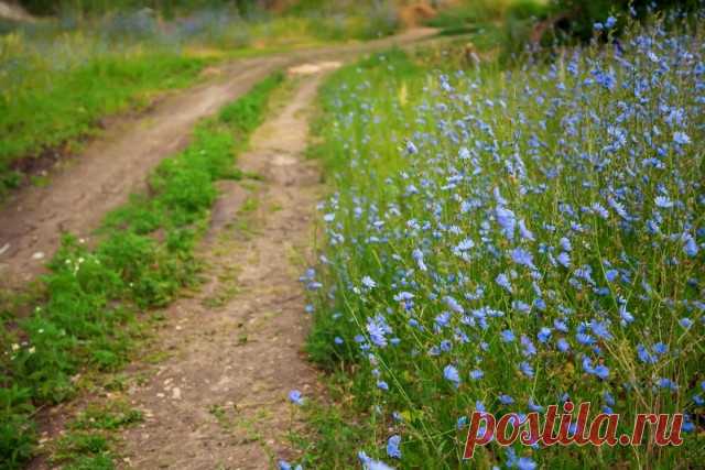 Цикорий обыкновенный (Cichorium intubus L.)