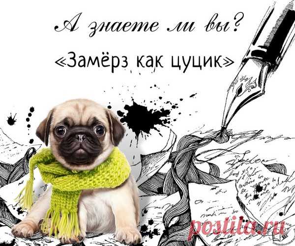 «Замёрз как цуцик» – а кто такой цуцик? &raquo; Женский Мир