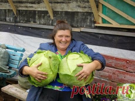НАШАТЫРНЫЙ СПИРТ В БОРЬБЕ ЗА УРОЖАЙ!
Оказывается, нашатырный спирт в борьбе за высокий урожай, может оказать нам ни одну услугу. 
Многие растения, такие как помидоры, огурцы, а также лилии, клематисы, герань, очень отзывчивы на подкормки в состав которых входит нашатырный спирт. 
В 4-5 литрах воды достаточно всего лишь растворить 50 мл нашатыря и в небольшом количестве подкормить растеньица после обильного полива. 
Нашатырный спирт также является отличным средством в борьб...