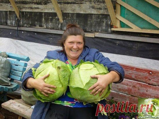 НАШАТЫРНЫЙ СПИРТ В БОРЬБЕ ЗА УРОЖАЙ!
Оказывается, нашатырный спирт в борьбе за высокий урожай, может оказать нам ни одну услугу. 
Многие растения, такие как помидоры, огурцы, а также лилии, клематисы, герань, очень отзывчивы на подкормки в состав которых входит нашатырный спирт. 
В 4-5 литрах воды достаточно всего лишь растворить 50 мл нашатыря и в небольшом количестве подкормить растеньица после обильного полива. 
Нашатырный спирт также является отличным средством в борьб...