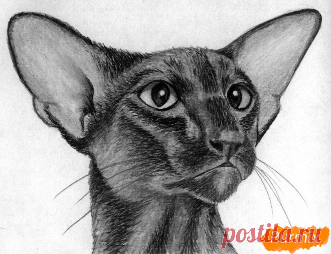 Как нарисовать ориентальную кошку карандашом поэтапно
